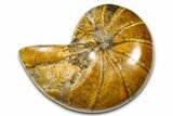 Polished Fossil Nautilus (Cymatoceras) - Madagascar #378976-1